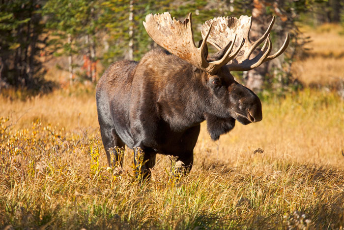Indian Peaks Wilderness, Arapaho-Roosevelt National Forest, CO, USA