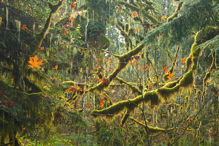 Mount Baker - Snoqualmie National Forest, WA, USA