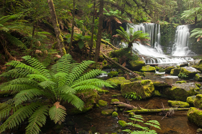 Mount Field National Park, TAS, Australia