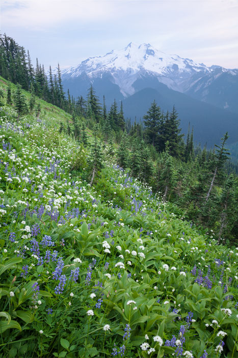 Okanogan National Forest, WA, USA