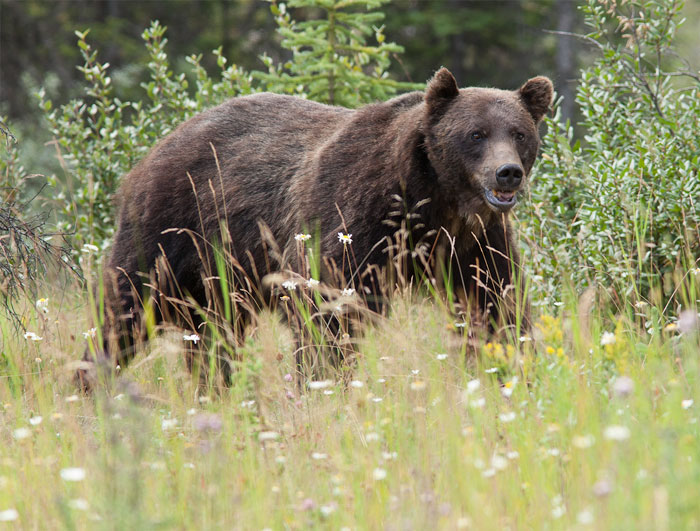 Kootenay National Park, BC, Canada