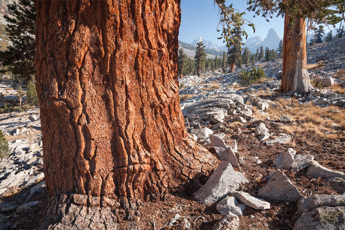 Parque Nacional de Kings Canyon, California, EE.UU.