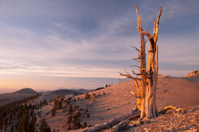 Inyo National Forest, CA, USA